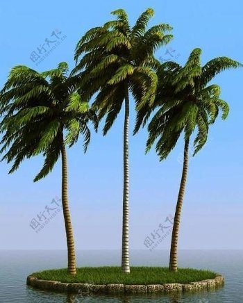 被风吹后的椰子树coconutpalm03wind