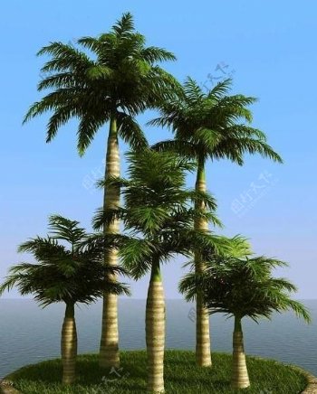 高精细皇家棕榈树大王椰子树royalpalm01