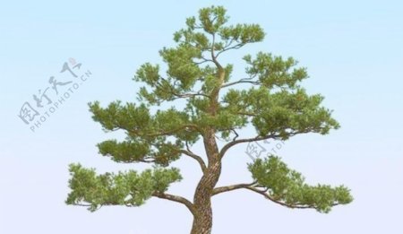 高精细松树日本松树模型japanpine05