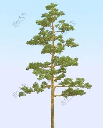 高精细松树pine307