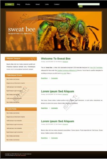 汗蜂昆虫主题BLOG网页模板
