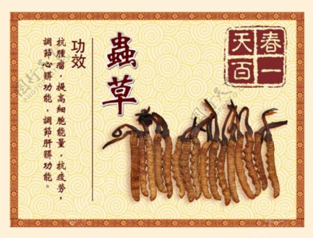 中国风虫草图片