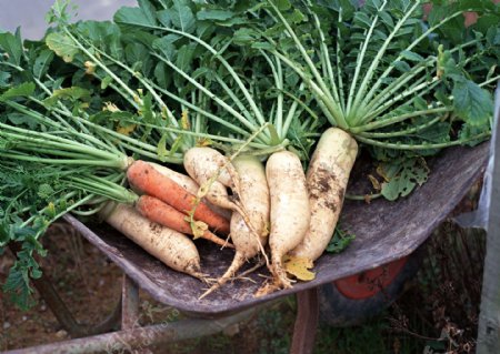 新鲜蔬菜萝卜图片