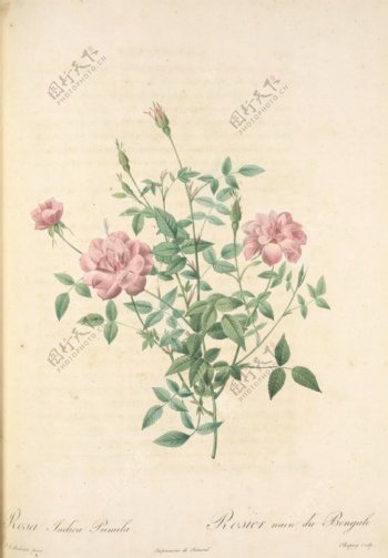 复古油画玫瑰花卉