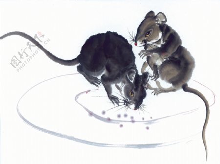 老鼠喝水图