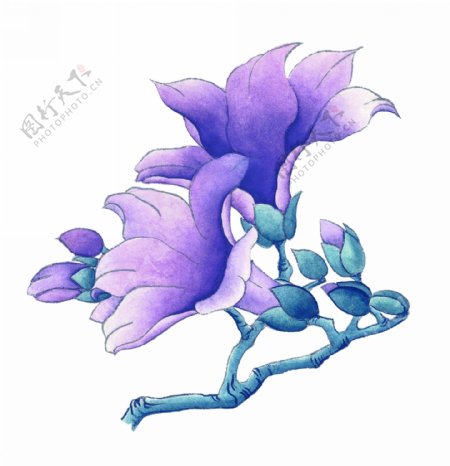 紫色花绘画图