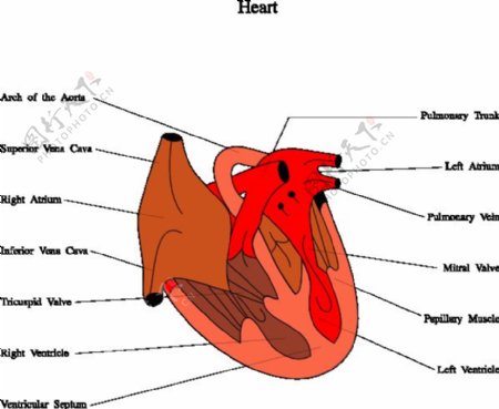 心脏医学图剪贴画