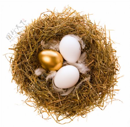 鸟巢中的一只蛋变成了金蛋