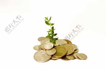 硬币和小植物