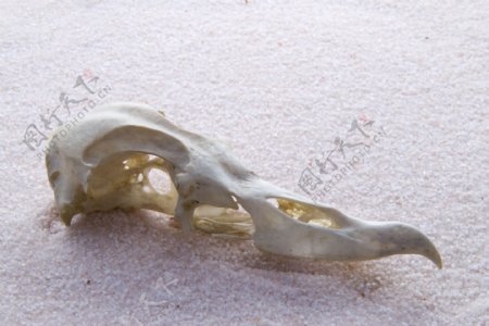 海鸥的头骨