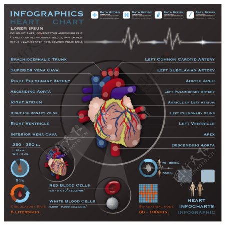 心脏信息图形设计矢量素材