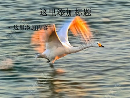 大自然鸟类飞行摄影高清ppt封面7