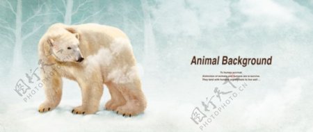 北极熊海报