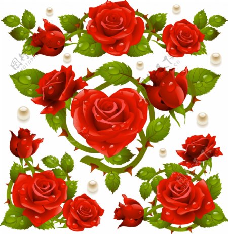 玫瑰花背景水滴水珠图片