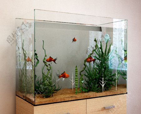 aquariumfish漂亮的观赏大鱼缸和鱼