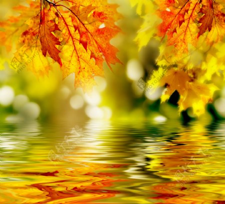 秋天树叶与倒影近景摄影高清图片