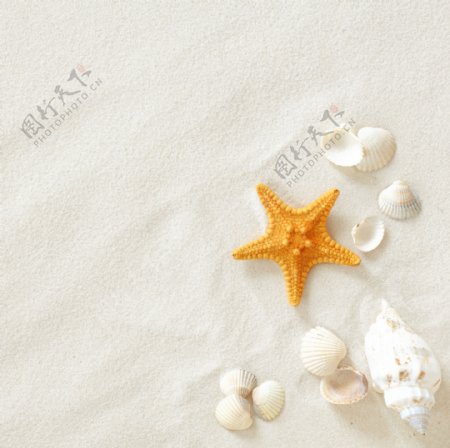 沙滩贝壳高清图