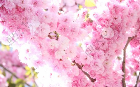 粉红色樱花开满枝头