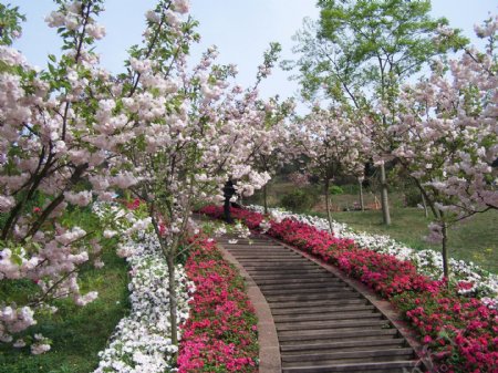高清樱花走廊图片