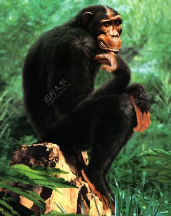 超写实黑猩猩油画图片