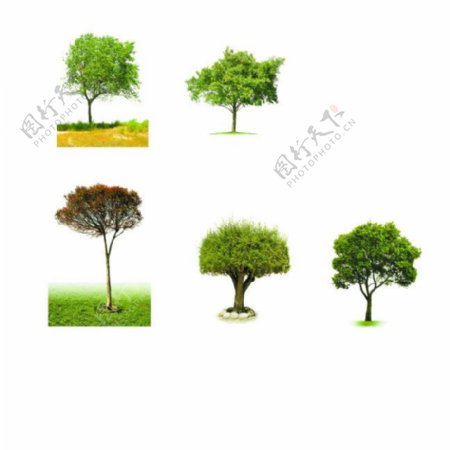 树木素材PSD图片分层