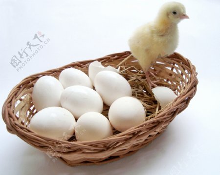 小鸡和鸡蛋的篮子