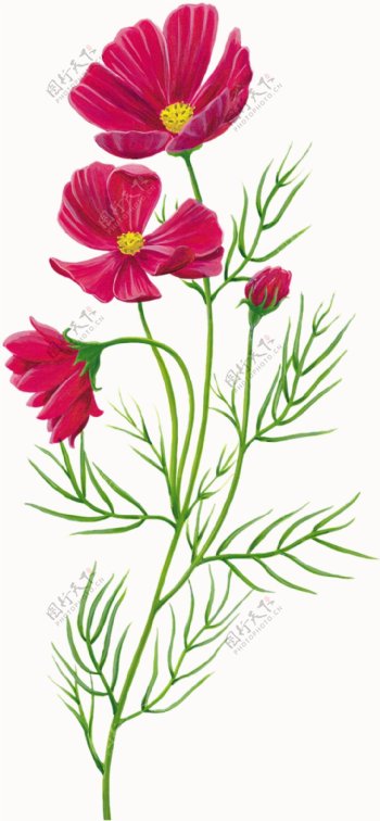 位图植物图案写意花卉花朵格桑花免费素材