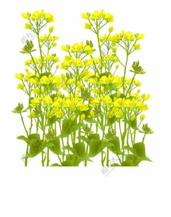 位图植物图案写意花卉花朵油菜花免费素材