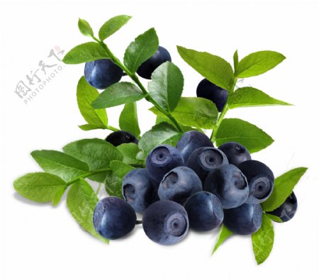 设计素材新鲜蓝莓果实