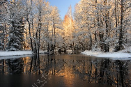 高清风景素材森林融雪