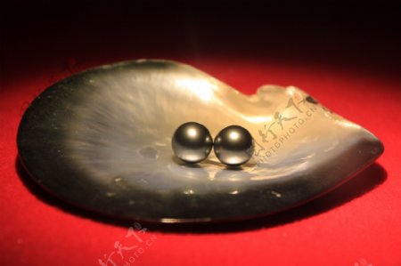 黑珍珠贝壳