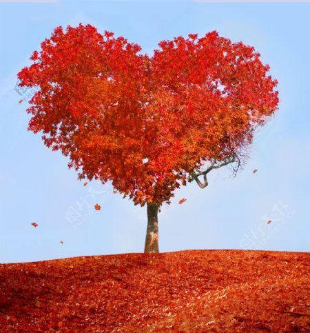 美丽自然红叶大树图片