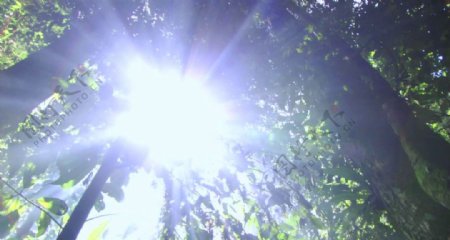森林阳光视频