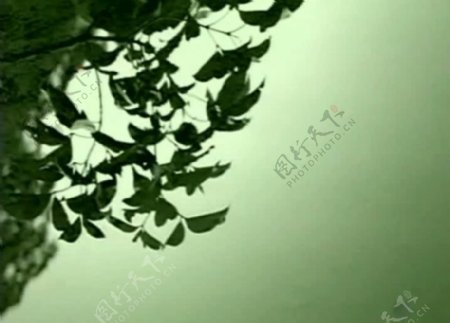 树叶视频素材图片