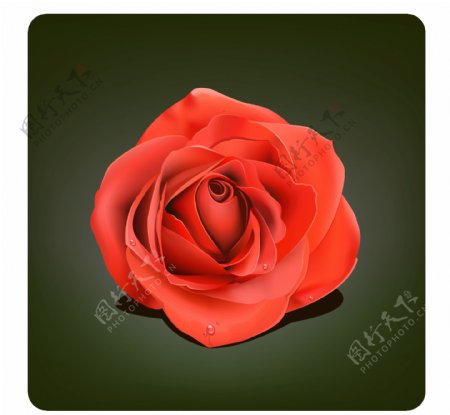 带水珠的大红玫瑰花矢量素材
