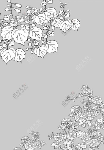 日本的植物花卉矢量素材6塘菊花图