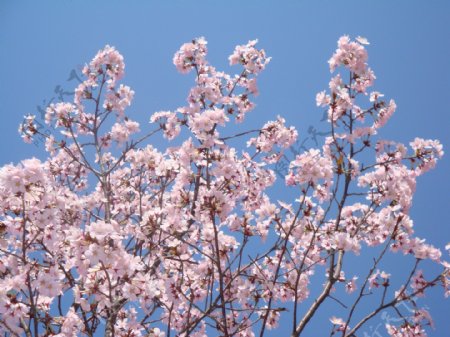 北京玉渊潭公园青空下的樱花
