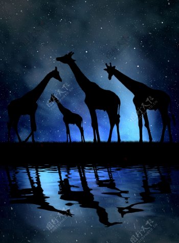 夜空下唯美长颈鹿身影高清图片下载