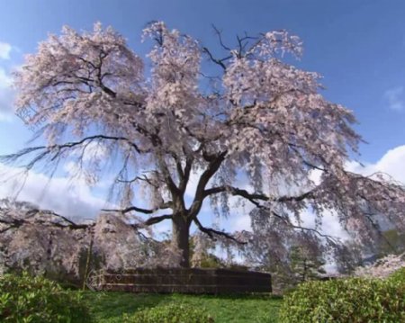 巨大的樱花树