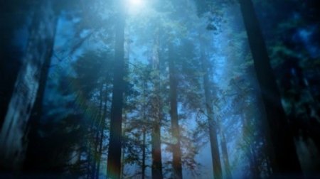 森林光线动态视频素材素材下载