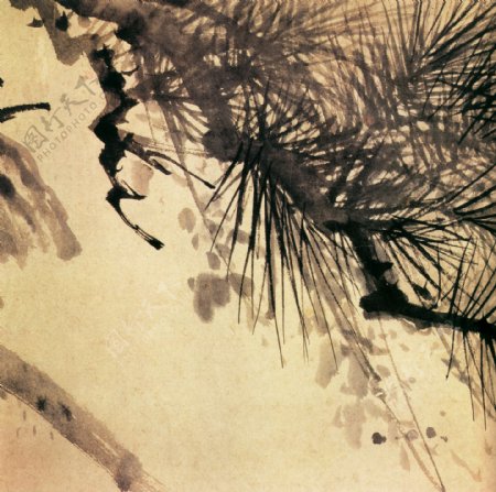 松树松叶树枝中国风中华艺术绘画