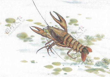 中华艺术绘画古画绘画鱼水生金鱼螃蟹中国古代绘画