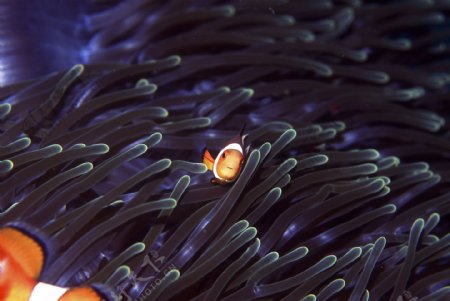 深海海底世界生物珊瑚鱼群潜水员探秘礁石安静海胆水母鱼海星