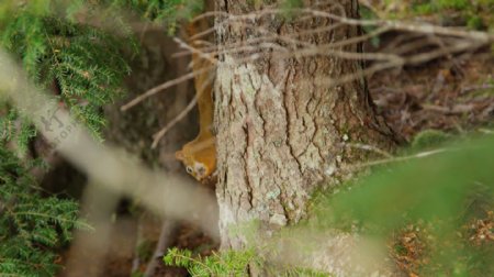森林松鼠跳跃的树木4K超高清视频免费下载