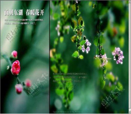 绿色花朵网站模板