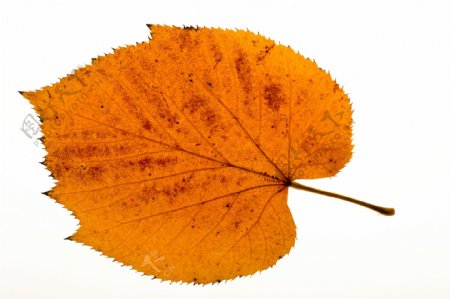 秋天的树叶图片素材