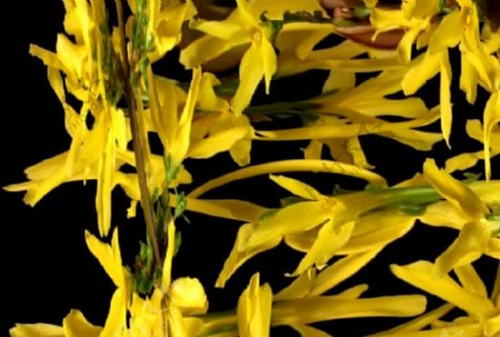 黄色的花视频素材