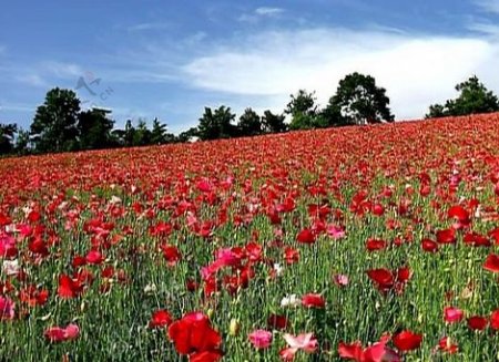 春天草地上的红花视频素材