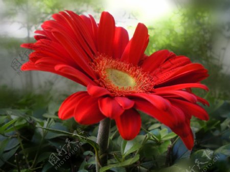 位图植物摄影写实花卉花朵波斯菊免费素材