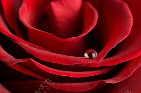 大红色玫瑰花特写图片素材4